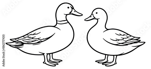 Line art duck set featuring two ducks for wildlife and nature themes