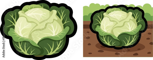 Two cartoon illustrations of a fresh green cabbage, one isolated on white and one in a field