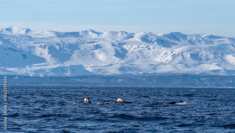 Fototapeta premium Pod of whales surfacing in icy sea with snow covered mountains illustrating arctic wildlife and natural habitat