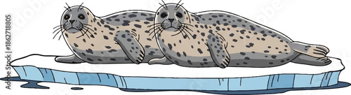 Two spotted seals rest on a light blue ice floe in arctic water, looking forward