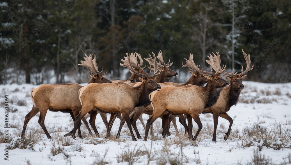 Fototapeta premium Wildlife scene with elk in winter landscape highlighting nature survival and cold climate habitat