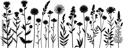 Fotografie Silhouette border of wild meadow flowers and weeds, black thistles and dandelion
