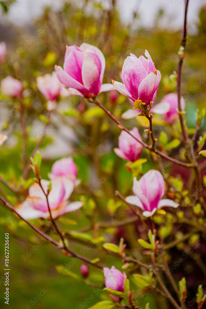 Obraz premium Pink magnolia flowers bloom, signaling the arrival of spring in nature's garden