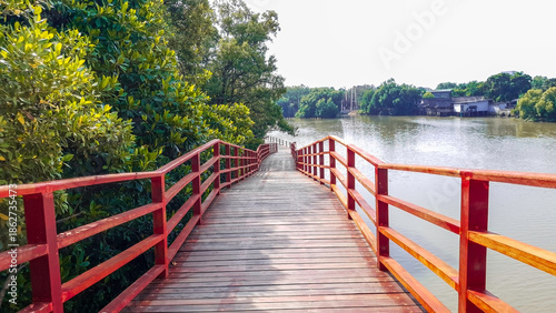 Green mangrove trees beside the river, A scenic landscape view of lush green mangrove trees