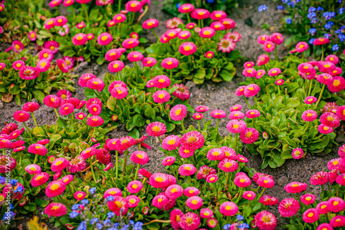 Colorful pink and yellow daisies brighten the garden and create a lively spring atmosphere