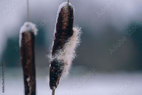 Fluffy, soft seeding Cattail in winter