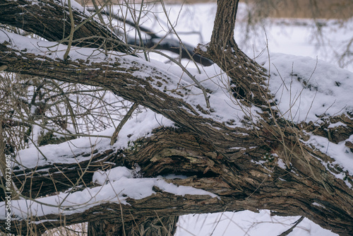 willow trunk with many branches covered with snow