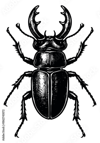Vintage style illustration of a stag beetle depicting its powerful mandibles for wildlife concepts