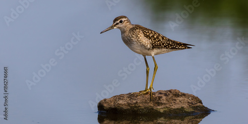 Wild Wood Sandpiper(Tringa glareola) standing in calm marsh water
