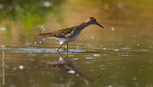 Wild Wood Sandpiper(Tringa glareola) standing in calm marsh water