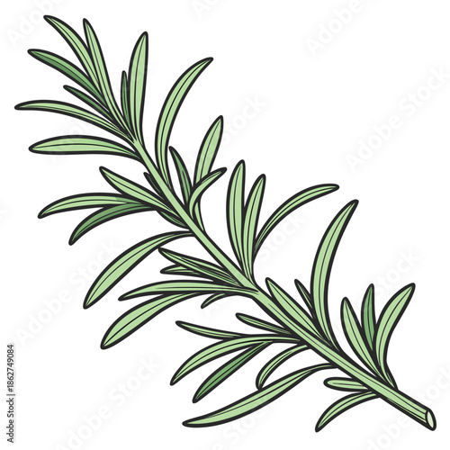 Detailed Rosemary Herb Sprig Fresh Green Botanical