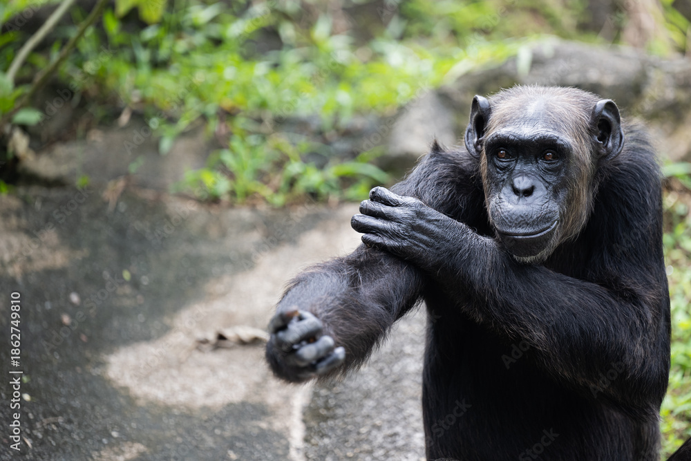 Fototapeta premium 29 December 2025 Malacca Zoo chimpanzee portrait