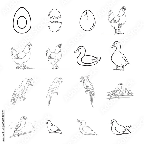 Set of Bird Line Art Illustrations - Chicken, Duck, Parrot, Pigeon and Egg Icons