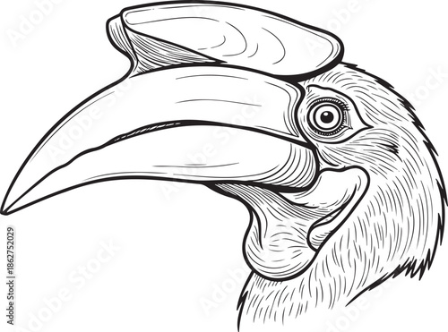 Detailed illustration of a hornbill's head with large beak and casque