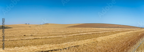 straw rows in wheat stubble large field,  Threewaterskloof Municipality, South Africa