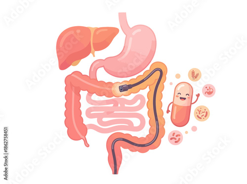 Detailed illustration of human digestive system with cartoon probiotic bacteria