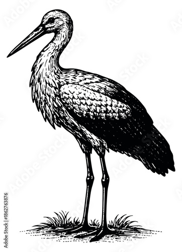Hand drawn line art illustration of a stork depicting a bird standing on grass for natural history designs