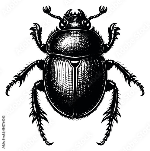 Engraved line art illustration of a beetle depicting its detailed anatomy for nature studies