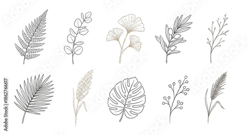 Collection of botanical line art illustrations featuring fern monstera eucalyptus and palm