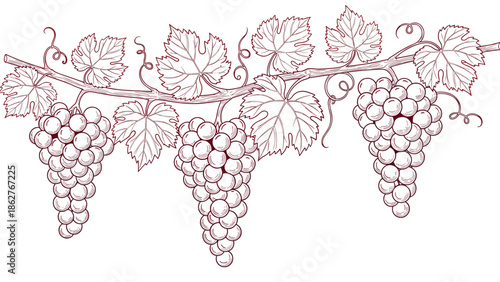 Hand drawn vintage illustration of grapes growing on a vine with large leaves and curly tendrils for wine labels.