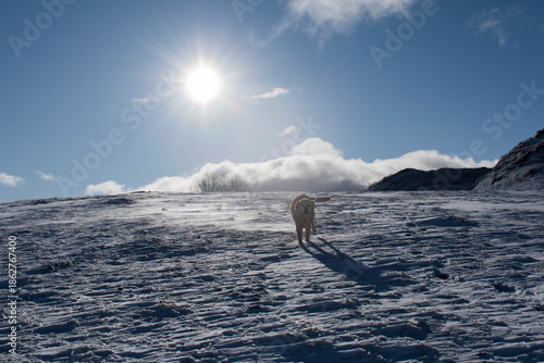 Correteando por la nieve y disfrutando con un perro