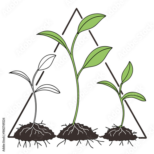 Three green seedlings in triangle formation with soil and roots