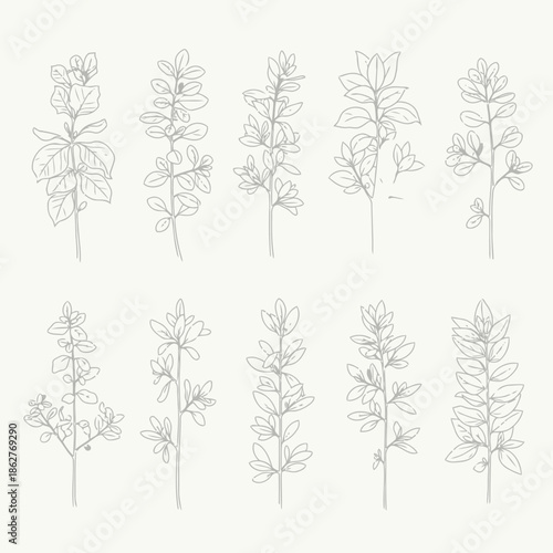 A collection of various plant line drawings on a beige background