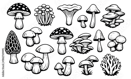 Hand drawn line art mushroom set featuring various edible and wild fungi for nature and culinary designs