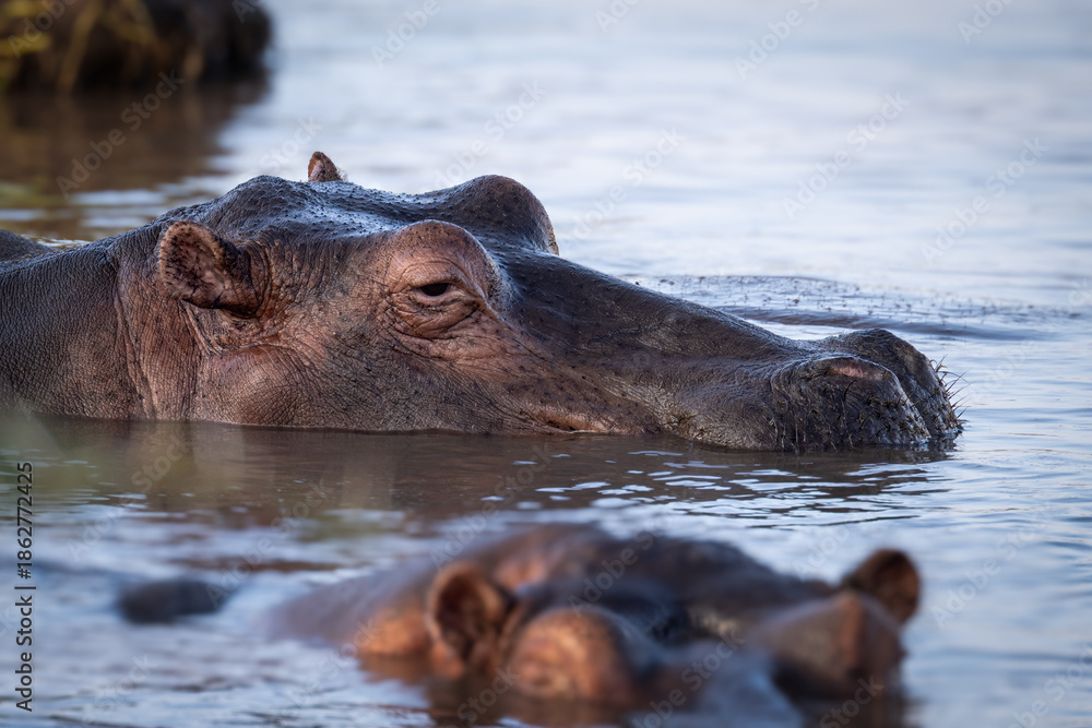 Fototapeta premium The hippopotamus, Hippopotamus amphibius, often shortened to hippo, close up