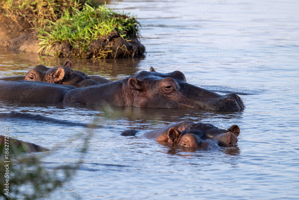 Fototapeta premium The hippopotamus, Hippopotamus amphibius, often shortened to hippo, in the pool