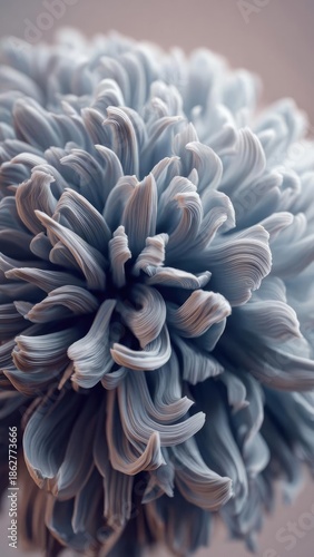Close-up of a blue chrysanthemum with dense curling petals Concept Macro Floral, Blue Chrysanthemum, Dense Petals, Close-Up Detail, Petal Curling