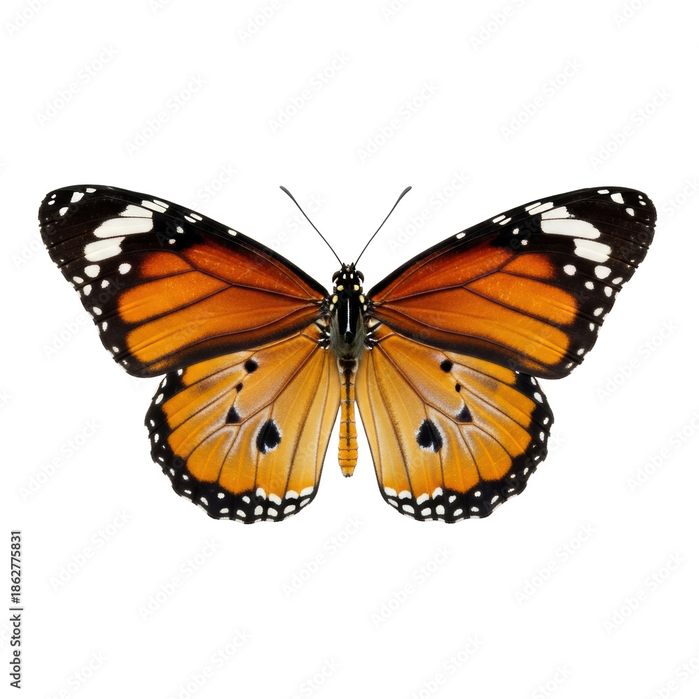 Fototapeta premium A vibrant orange and black Common Tiger Butterfly with fully spread wings and intricate veins, on a transparent background with copy space, concept of natural beauty and precision