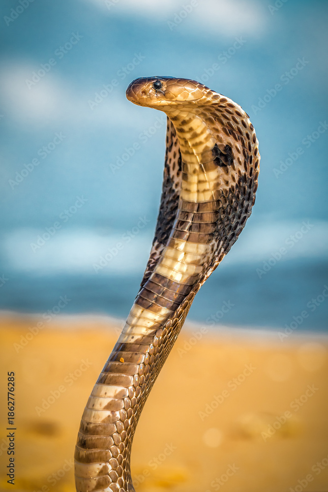 Fototapeta premium Portrait of live King Cobra on the beach
