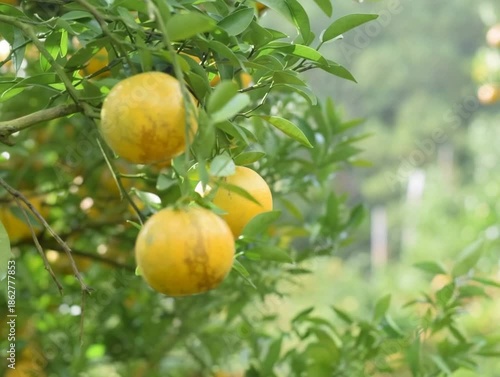 Close-up detail shot of ripe yellow oranges hanging on a tree branch.