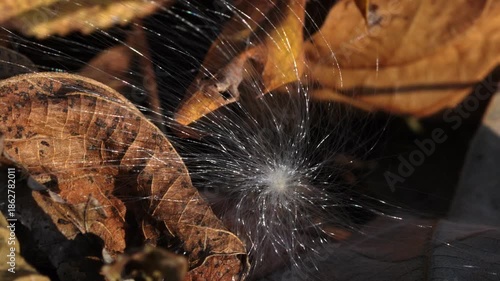 冬の森　地面に落ちたガガイモのふわふわ綿毛の種子が風に揺れる02