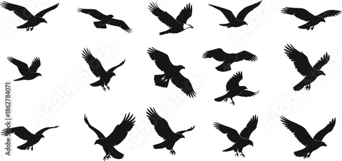 Black eagle and hawk bird silhouettes in various flying poses and gliding wing positions isolated on white background for wildlife logo design and nature illustrations.