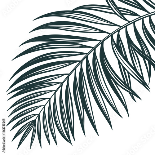 Close up of dark green palm leaf on white background