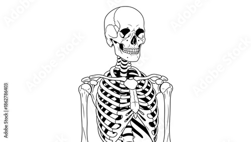 A stark, minimalist illustration of a human skeleton, rendered in black and white, presenting the skull, ribcage, and upper limbs