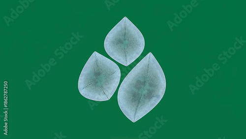 A stylized graphic of three overlapping leaf-like forms, each with intricate internal structures and gradients, set against a dark green backdrop