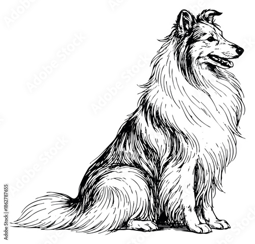 Hand drawn line art illustration of a collie dog depicting sitting patiently for pet services and animal care