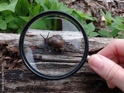 Canvastavla Close up of a Copse snail through a magnifying glass.