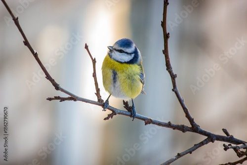 Blue tit on branch closeup