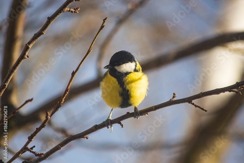 Great tit parus major on winter tree branch