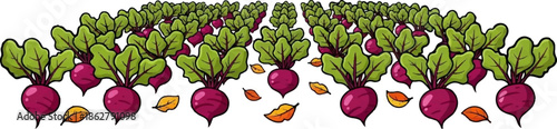 A farm field of rows of vibrant purple beet vegetables with green leafy tops