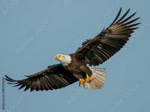 Bald eagle with wings spread wide in mid flight against a clear blue sky bird flying