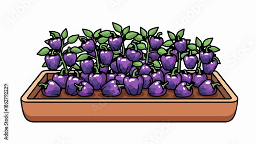 A bounty of purple peppers, ripe and ready, in a brown planter box