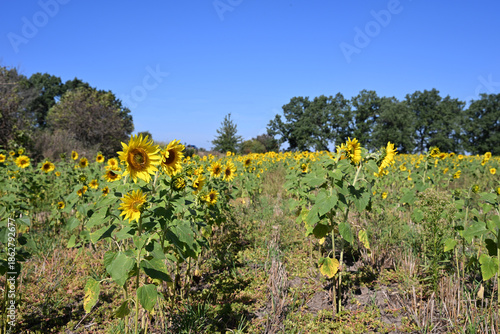 Blooming sunflowers growing in an open field on a sunny summer day with green trees in the background and clear blue sky. Natural agriculture landscape.