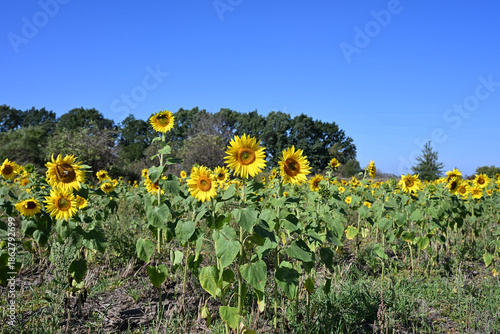 Blooming sunflowers growing in an open field on a sunny summer day with green trees in the background and clear blue sky. Natural agriculture landscape.