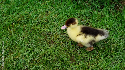 The duckling on the glass