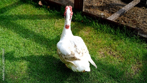 The back of Muscovy duck